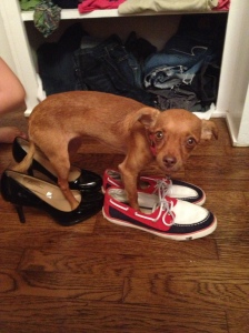 The family pup, Clarabelle, playing dress-up in my shoes.